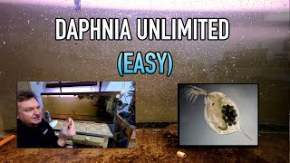 How I Raise Daphnia Water Fleas And You Can Too [upl. by Stedmann]