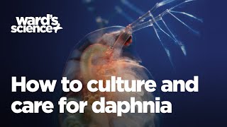 Caring and Culturing for Daphnia [upl. by Alphonsine]