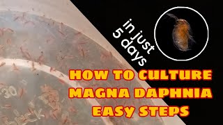 How to Culture Magna Daphnia Easily [upl. by Rubio]