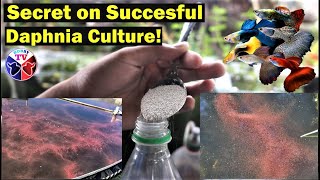 How to Culture Daphnia Successfully [upl. by Lauer]