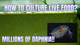 How to Culture Daphnia Secret Method to Breed MILLIONS  Simply Aquatic [upl. by Kohsa364]