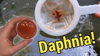 How I Culture Daphnia In Outdoor Tubs [upl. by Trab]