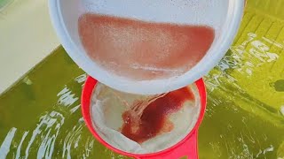 How to culture daphnia  Daphnia culture  How to grow daphnia outdoor [upl. by Lamag]