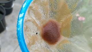 How to culture daphnia moina in a small container Part 1 English Subtitle [upl. by Eaves]