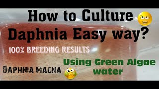 Daphnia MagnaHow to Culture Daphnia Easy wayCulturing Daphnia using Green water Daphnia [upl. by Gnod263]