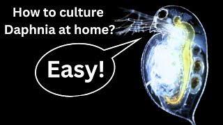 BEST Live Fish Food Beginner guide How to Culture Daphnia at home [upl. by Odracer]