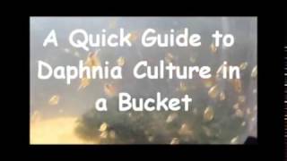 How to culture daphnia outside [upl. by Ijneb]