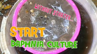 How to culture daphnia moina the easy way 1  Starting the Daphnia culture [upl. by Decrem71]