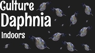 How to Culture Daphnia [upl. by Neesay]