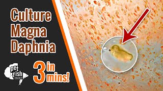 How to culture DAPHNIA MAGNA  The easy way [upl. by Clementi369]