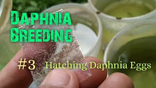 Daphnia Culture made simple and easy 3  Hatching Daphnia eggs [upl. by Nomrac]