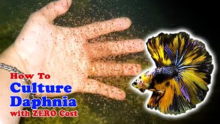 How to Culture Daphnia with ZERO Cost  Unlimited Live Food For Our Fish [upl. by Ojimmas]