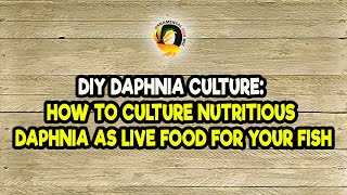 DIY Daphnia Culture How to Culture Nutritious Daphnia as Live Food for Your Fish [upl. by Ayetal604]