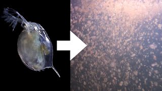 How I Culture Daphnia [upl. by Lohman]