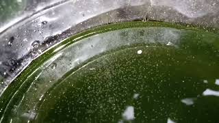 DAPHNIA MOINA CULTURE IN A SMALL BUCKET [upl. by Maggee]