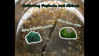 How To Culture Daphnia and Moinas using Green Water Spirulina powder [upl. by Akihsat]