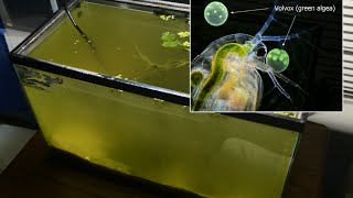 Raising Daphnia for the Freshwater Aquarium [upl. by Tamis730]