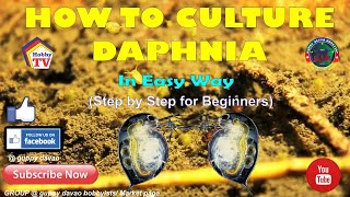 HOW TO CULTURE DAPHNIA In Easy Way [upl. by Bohlin168]